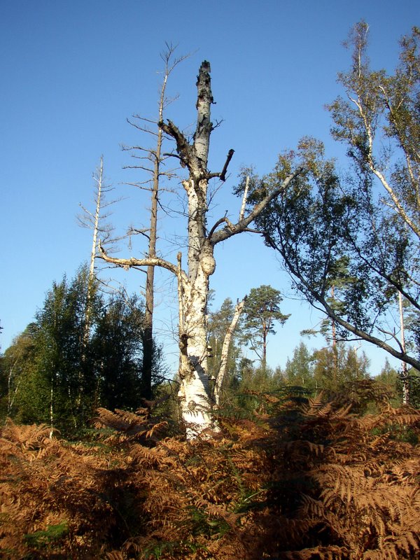 Mares au vinaigre 05